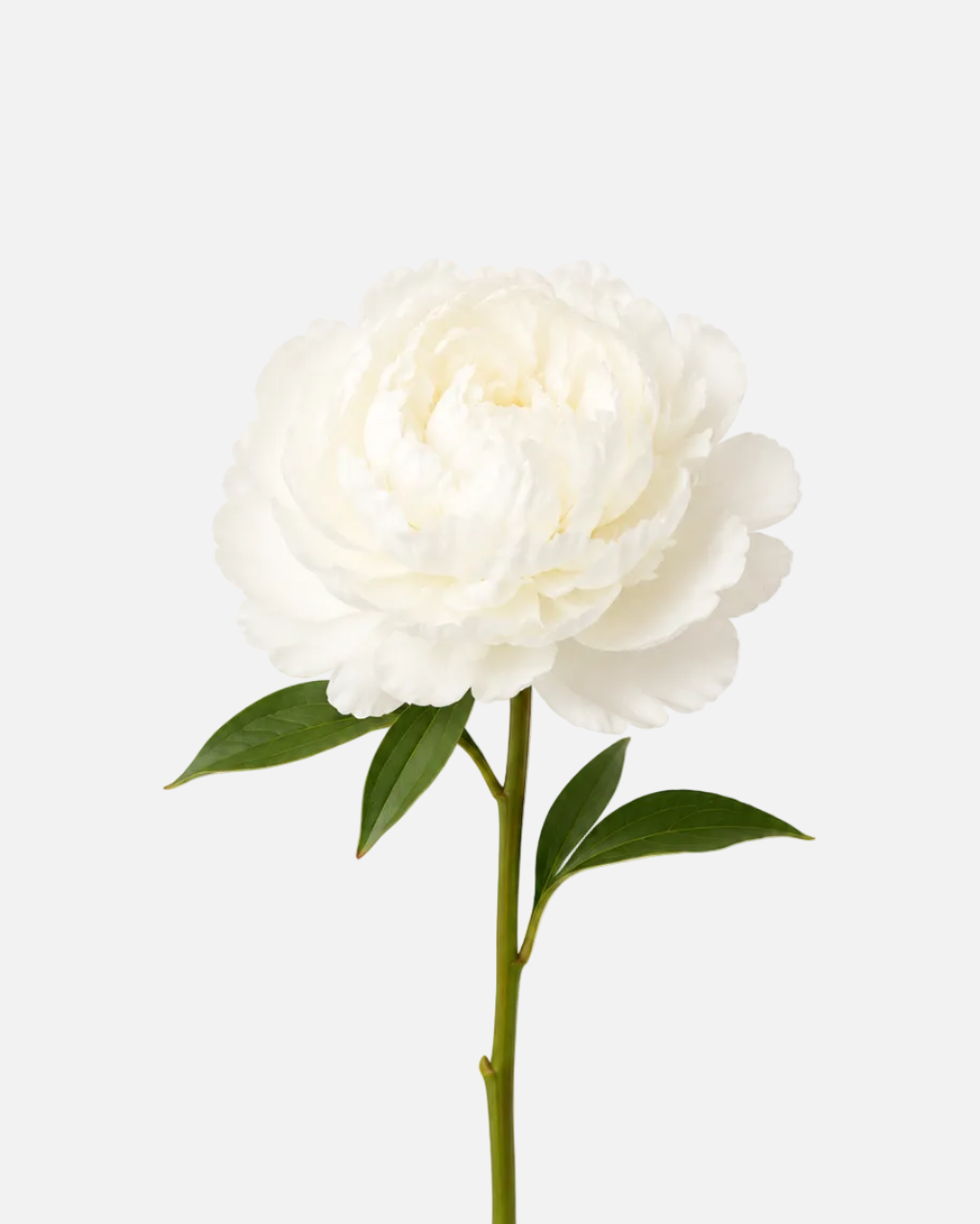 Peonies White