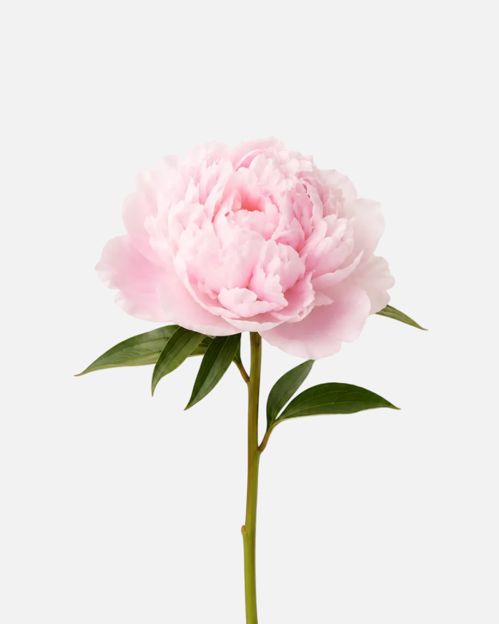 Peonies Light Pink