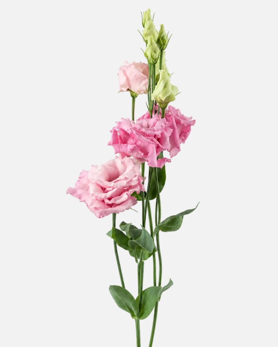Lisianthus Rosa