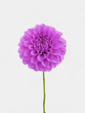 Dahlia Purple