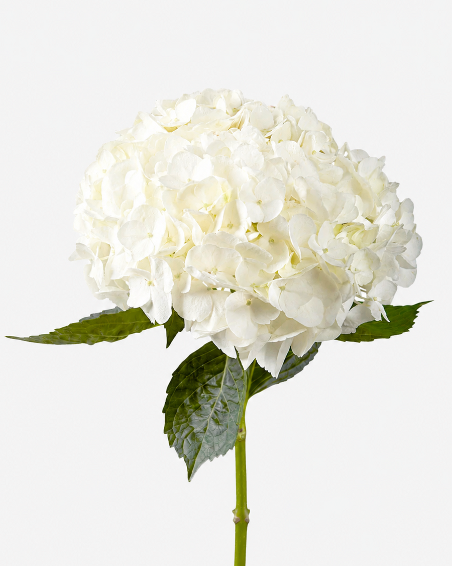 Hortensia Blanca Premium