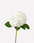 Hortensia Blanca Selecta