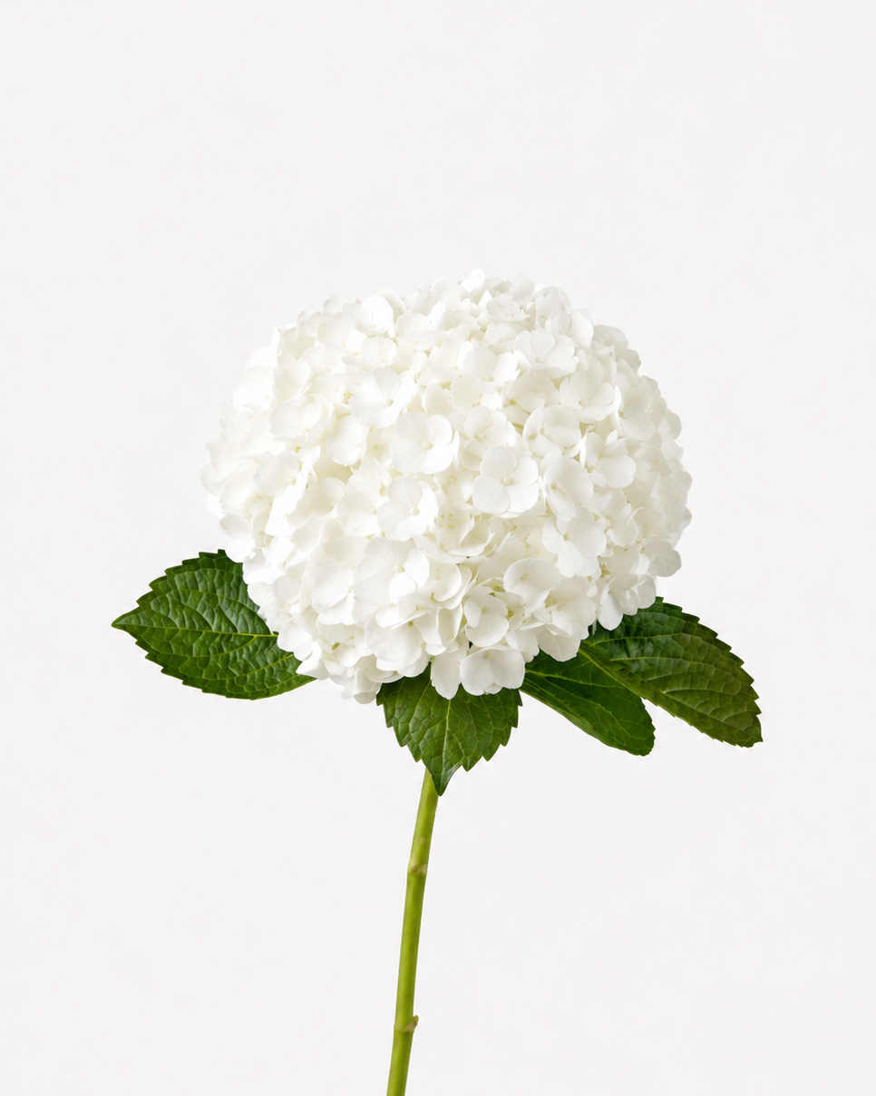 Hydrangea White Select
