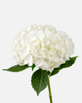 Hortensia Blanca Premium