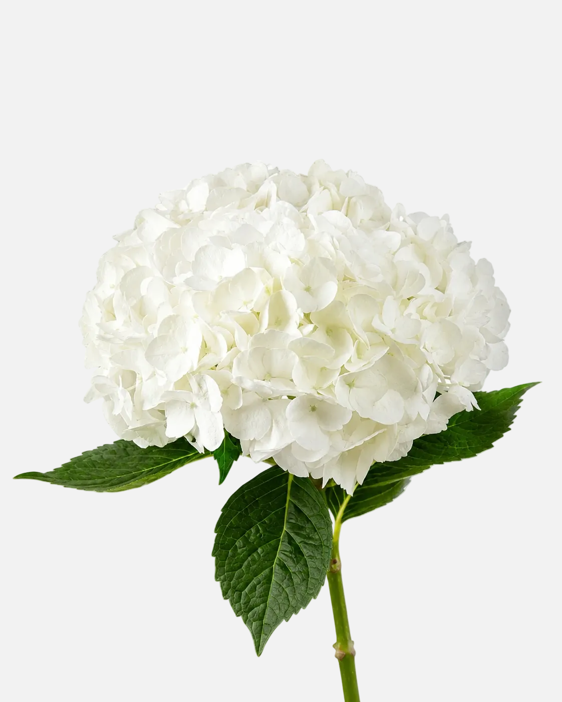 Hydrangea White Premium