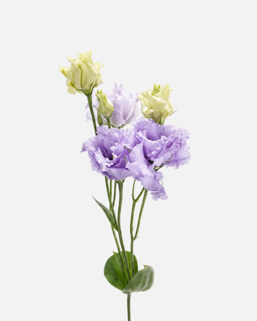 Lisianto lavanda
