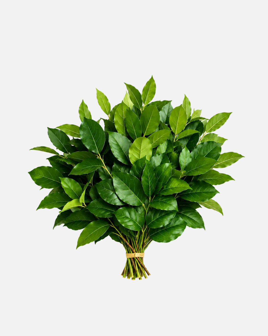 Consejos para las hojas de limón