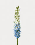 Delphinium Híbrido Azul Claro