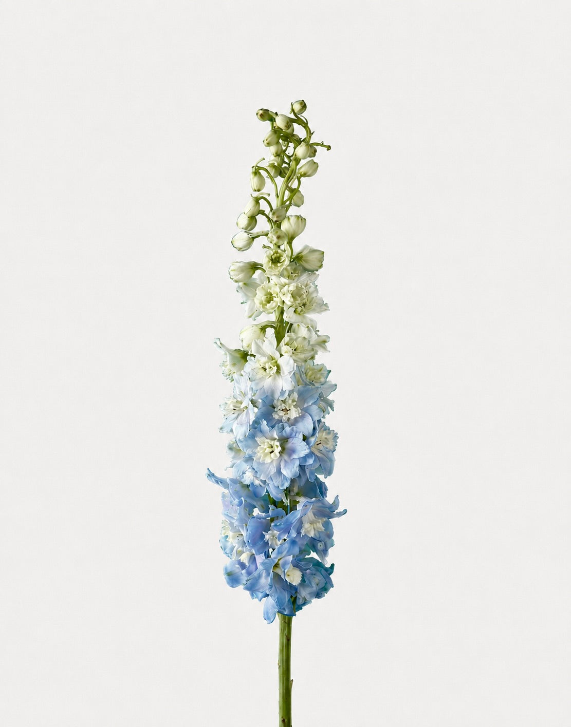 Delphinium Híbrido Azul Claro