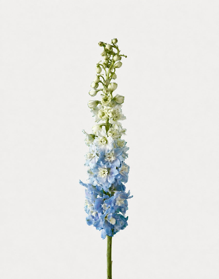 Delphinium Híbrido Azul Claro