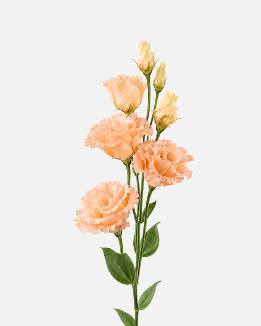 Lisianthus melocotón