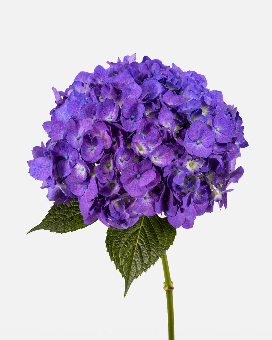 Hortensia Morada
