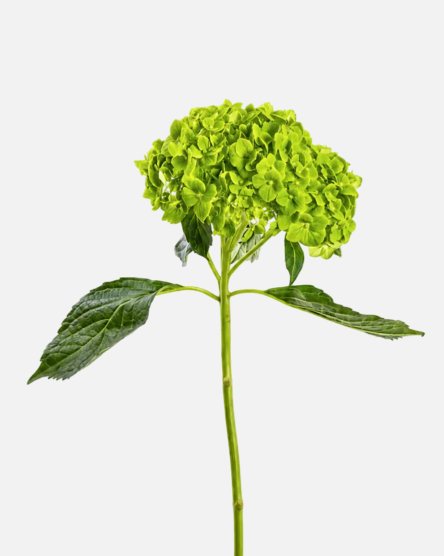Mini Hortensia Verde