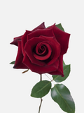Intensity Roses Burgundy Short
