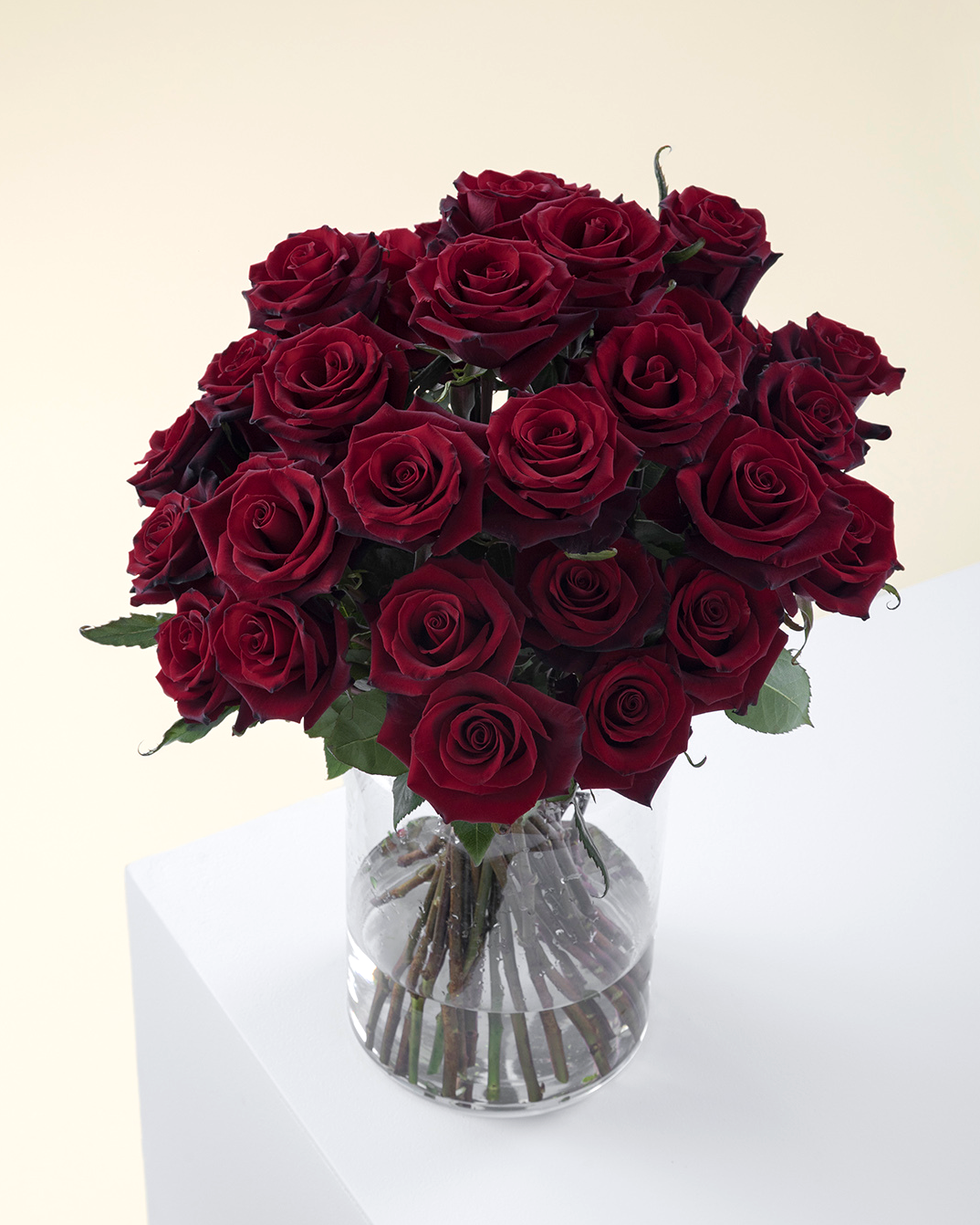 Intensity Roses Burgundy Short