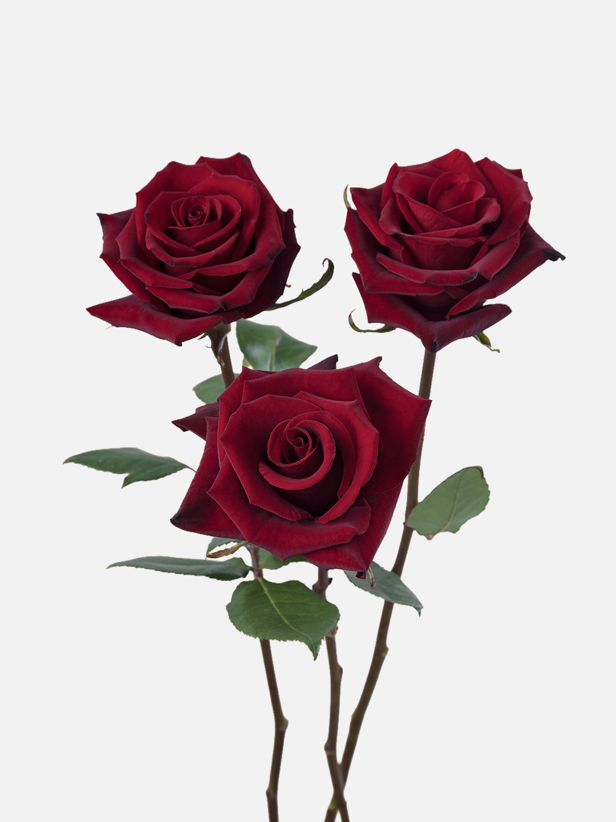 Intensity Roses Burgundy Short