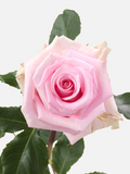 Jessika Roses Pink Short