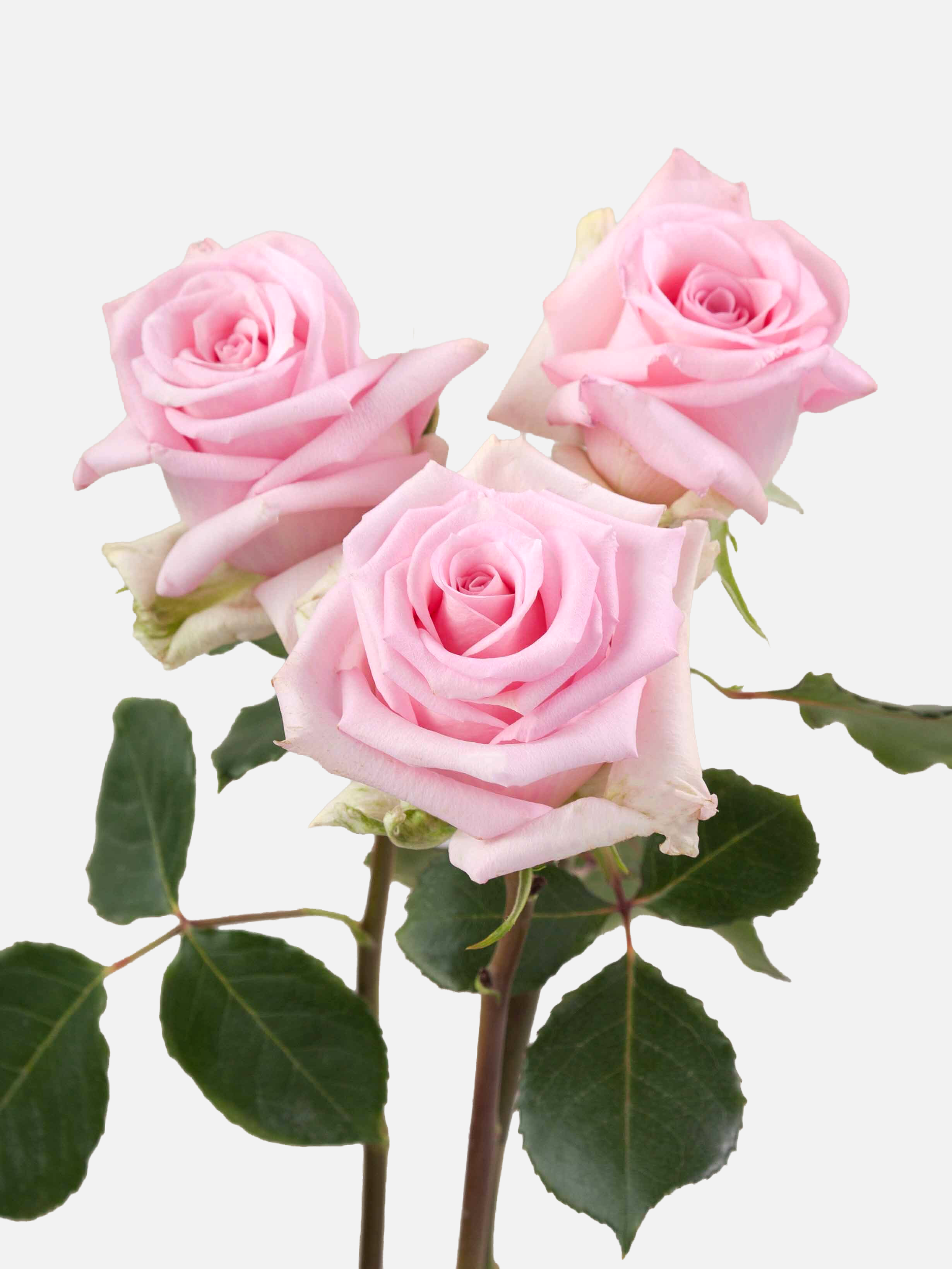 Jessika Roses Pink Short