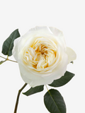 Leonora Garden Roses White Short