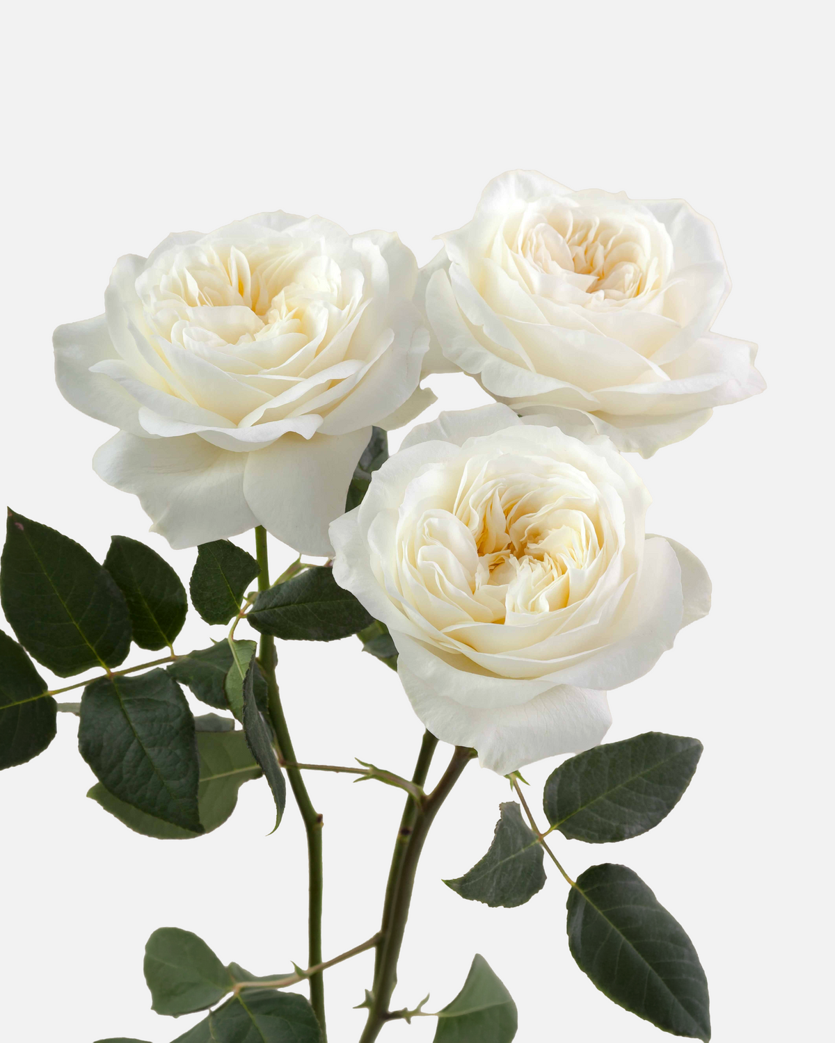 Leonora Garden Roses White Short