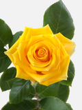 Light House Roses Long