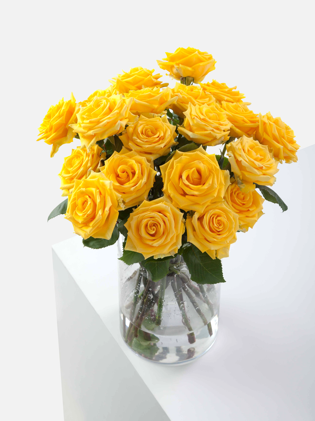 Light House Roses Long