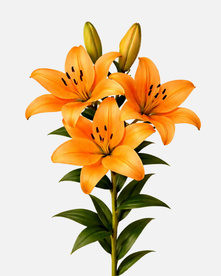 Lily LA Orange