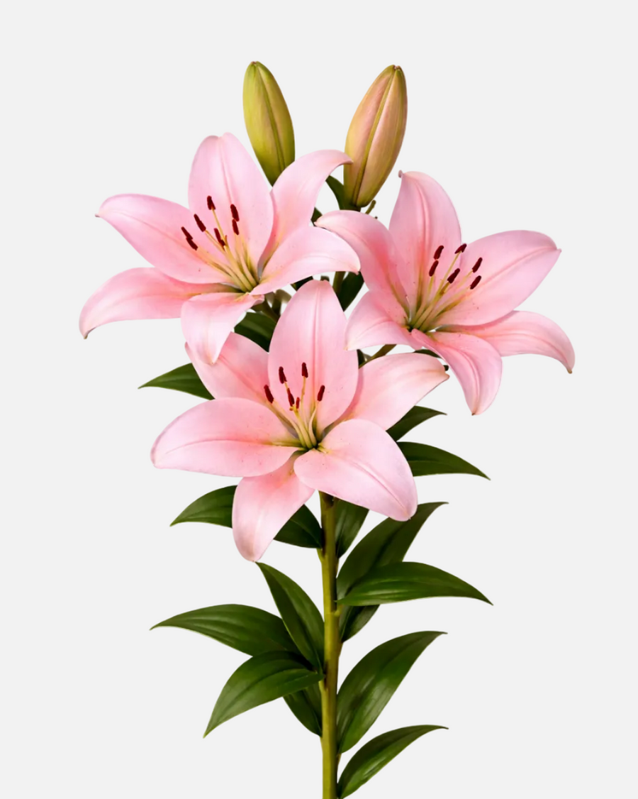 Lily LA Rosa