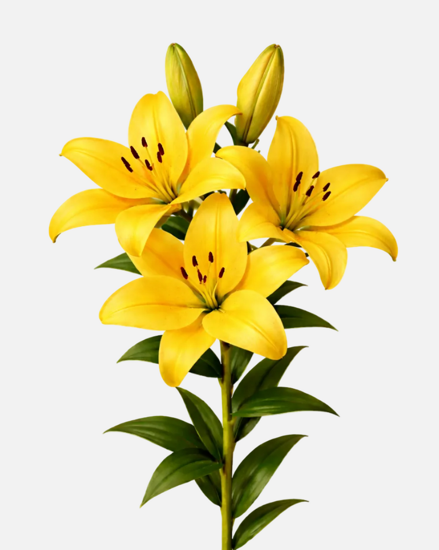 Lily LA Amarillo