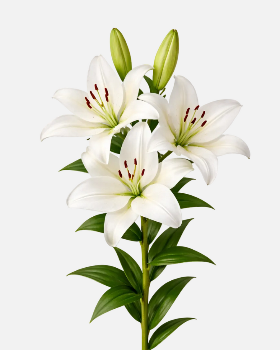 Lily LA White