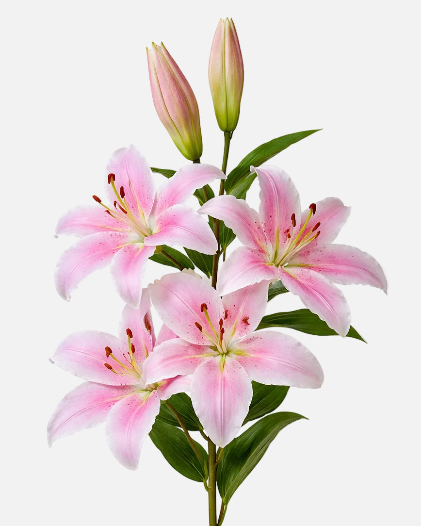 Lirio Oriental Rosa