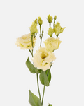 Lisianthus Yellow