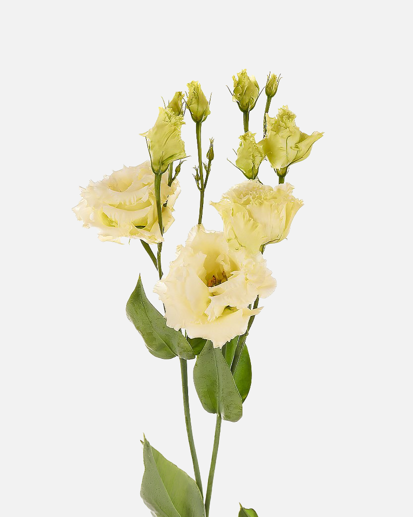Lisianthus Yellow