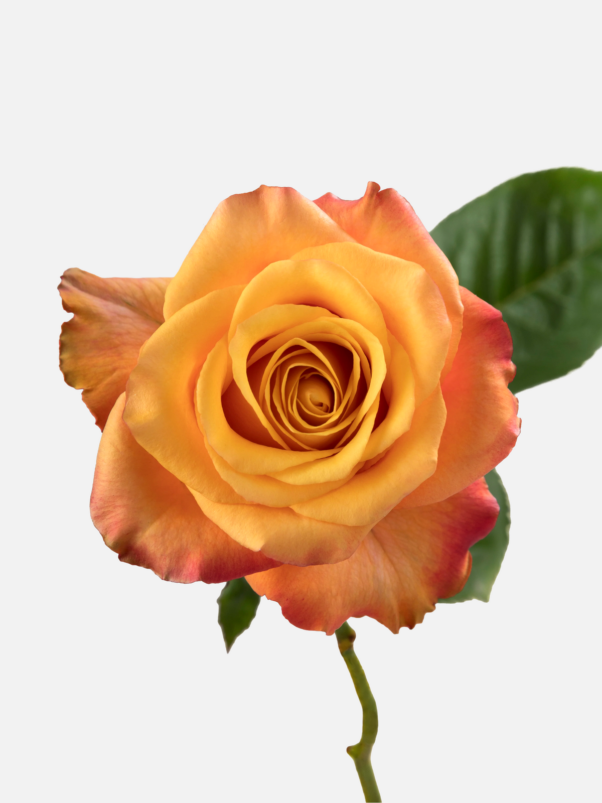 Lumia Roses Long