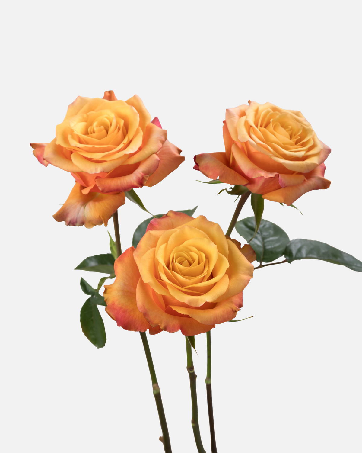 Lumia Roses Long