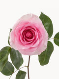 Mandalas rosas rosadas largas