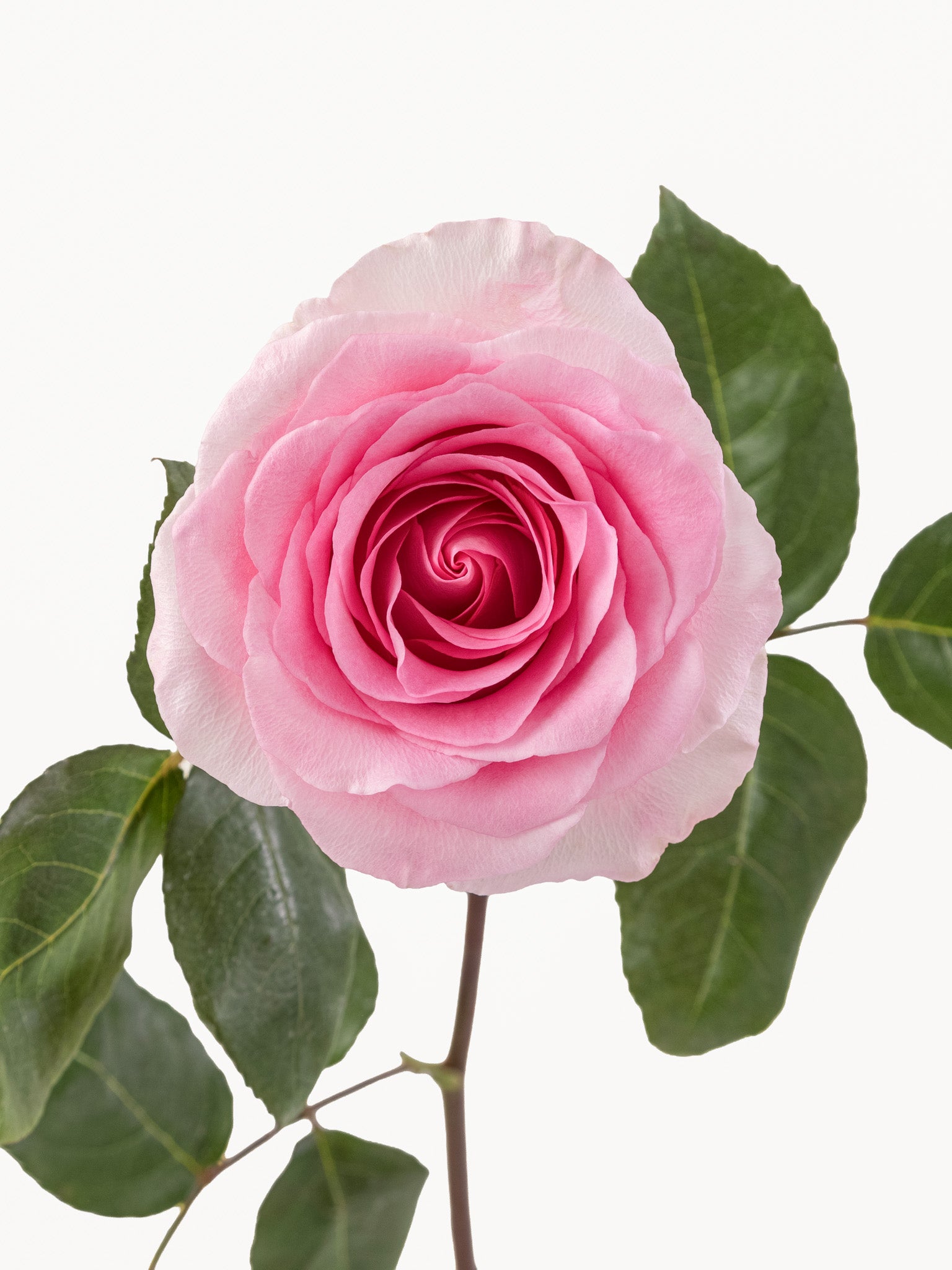 Mandalas rosas rosadas largas