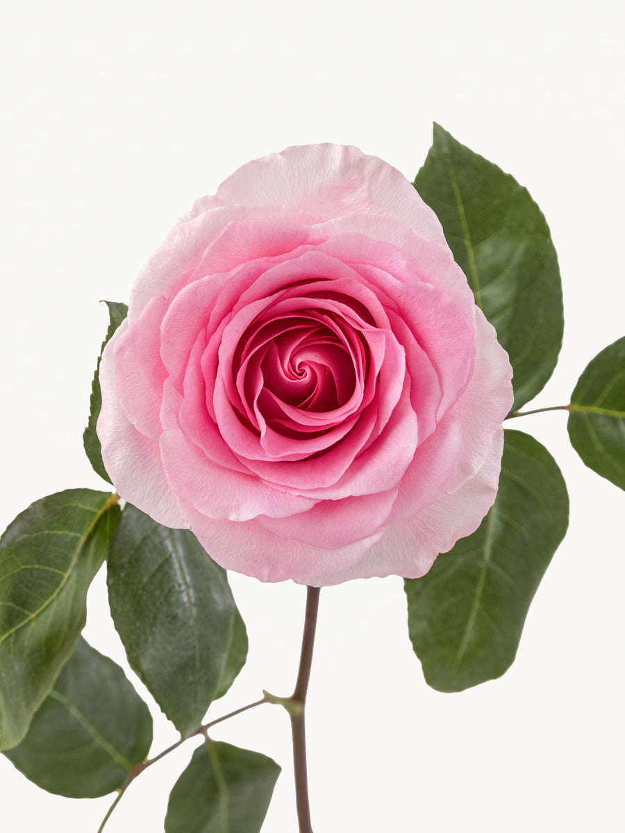 Mandalas rosas rosadas largas