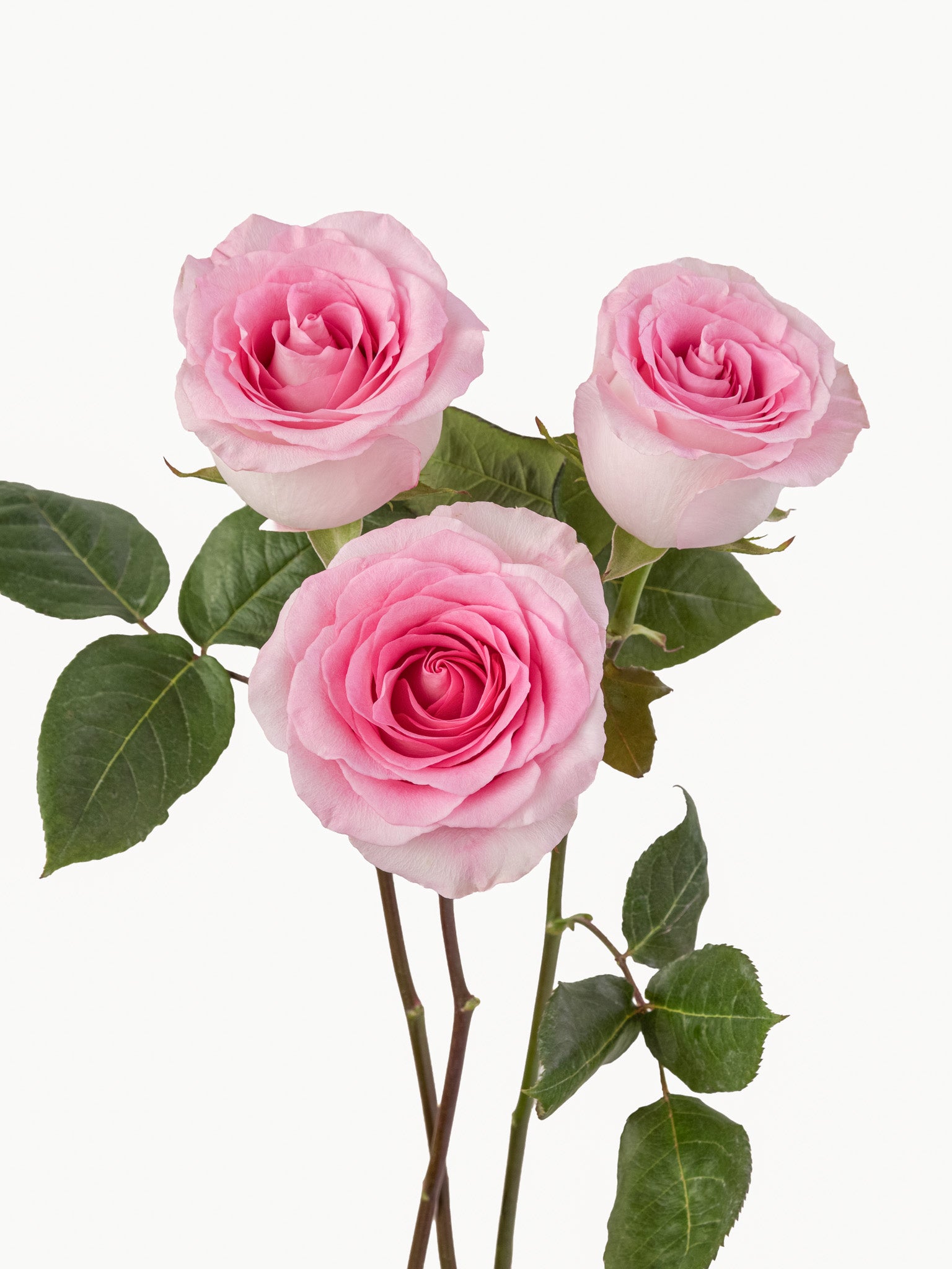 Mandalas rosas rosadas largas