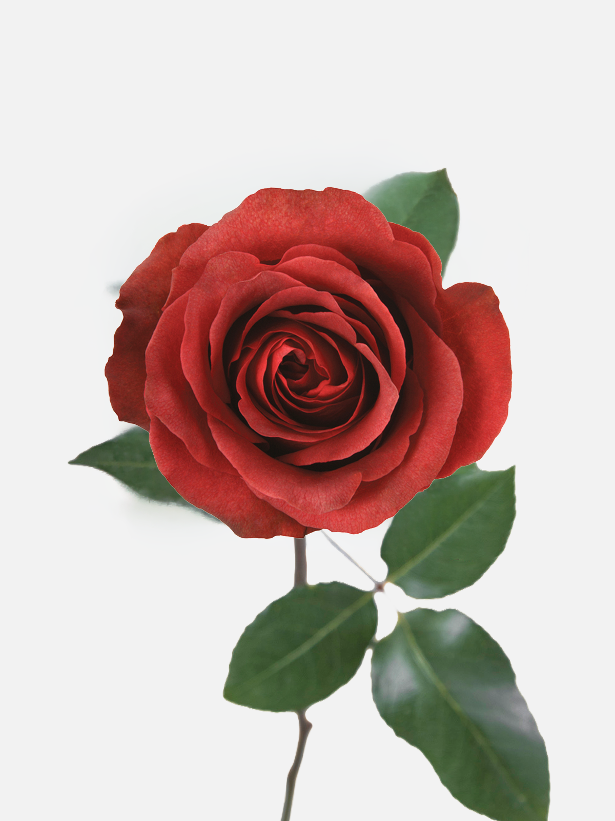 Matilda Roses Long