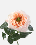Melon X-Pression Garden Roses Long
