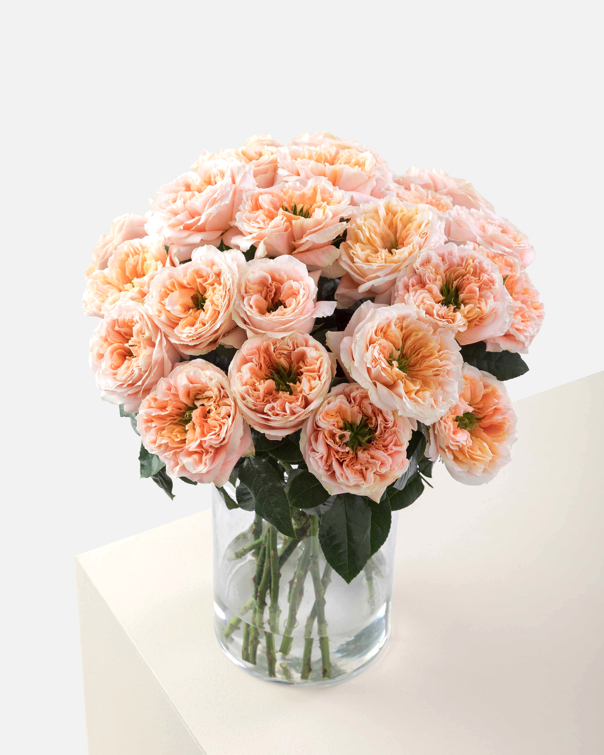 Melon X-Pression Garden Roses Long