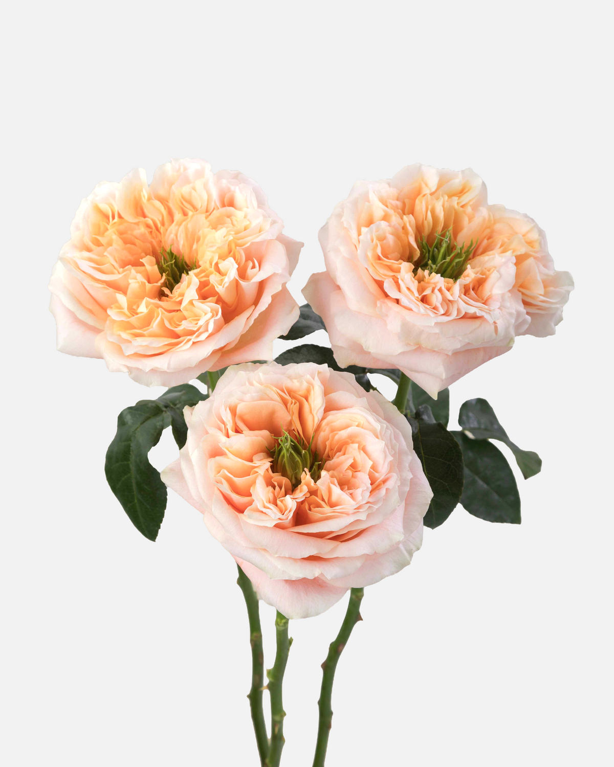 Melon X-Pression Garden Roses Long