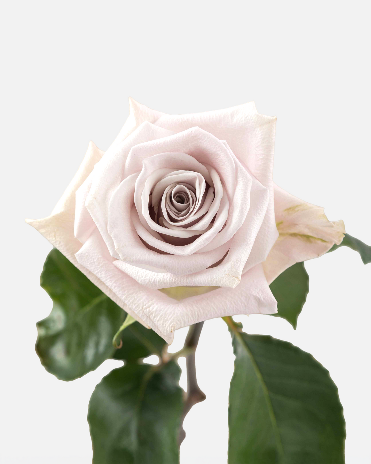 Roses Menta Long