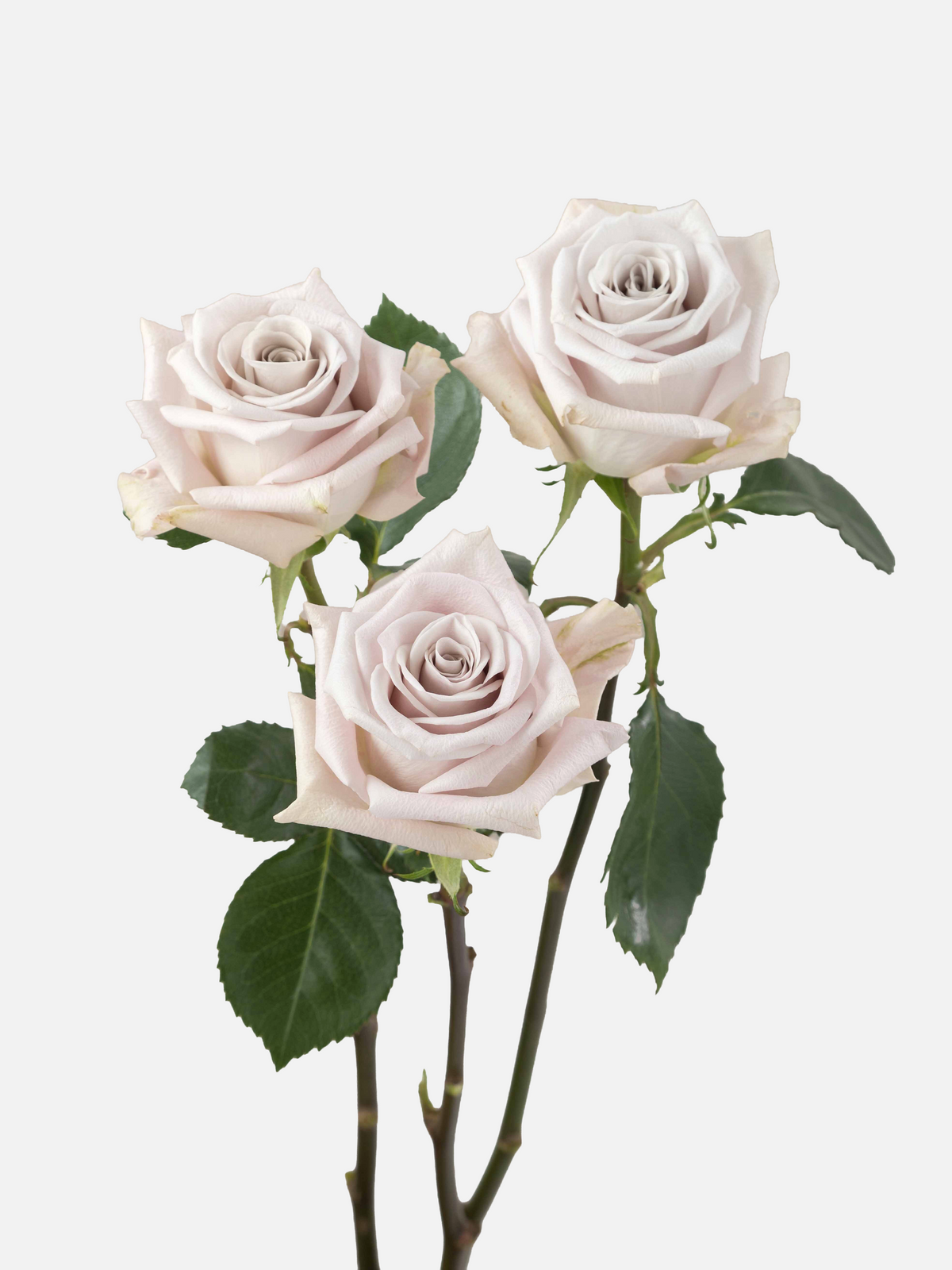 Roses Menta Long