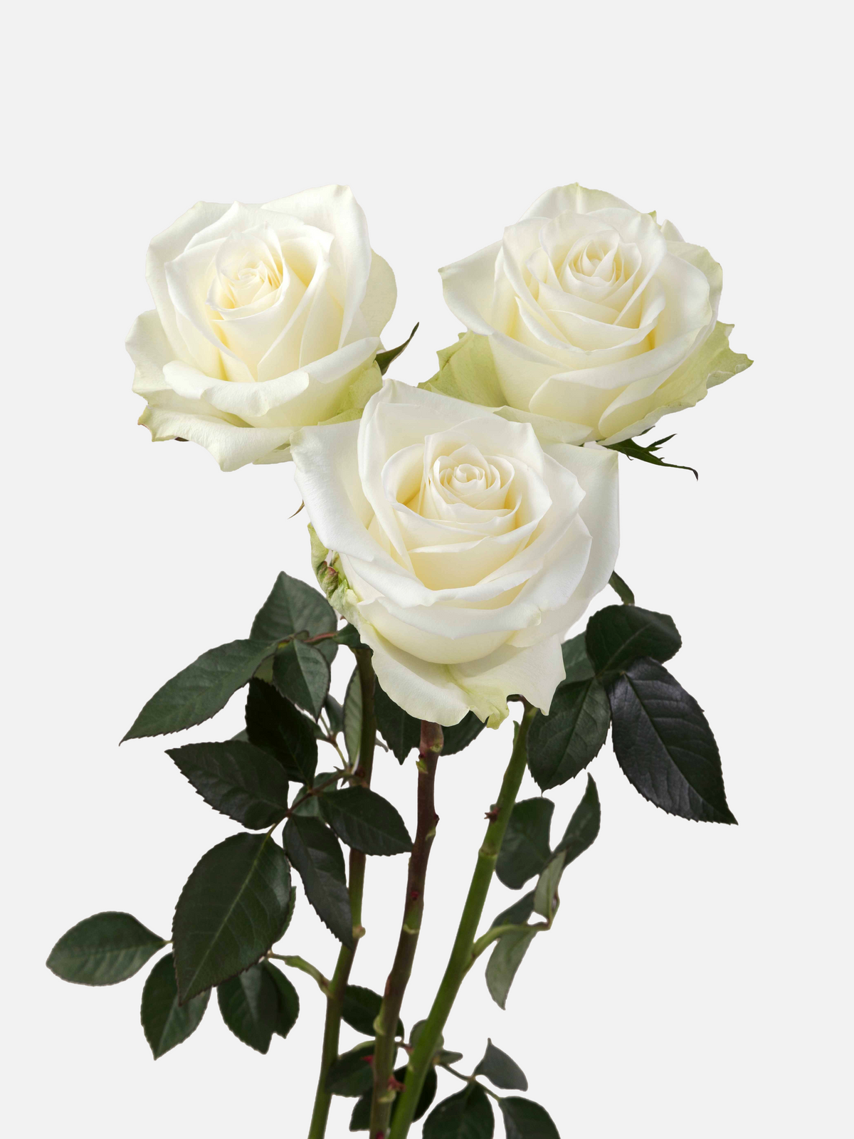 Mia Roses White Short