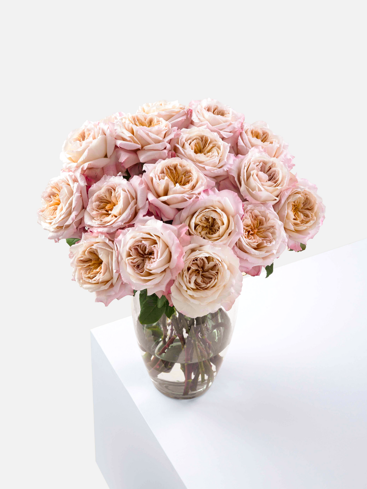 Miyabi Roses Short