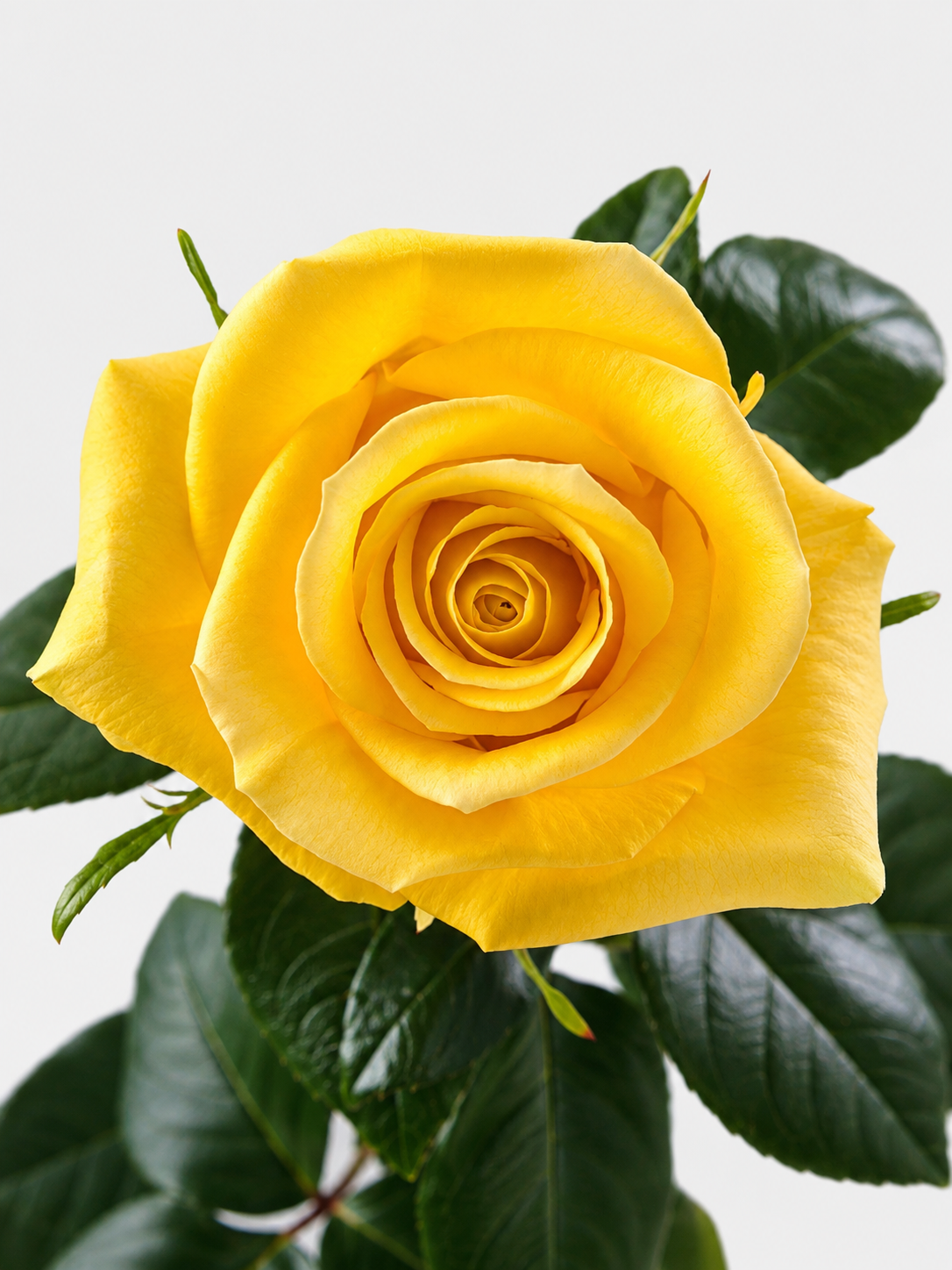 Momentum Roses Long
