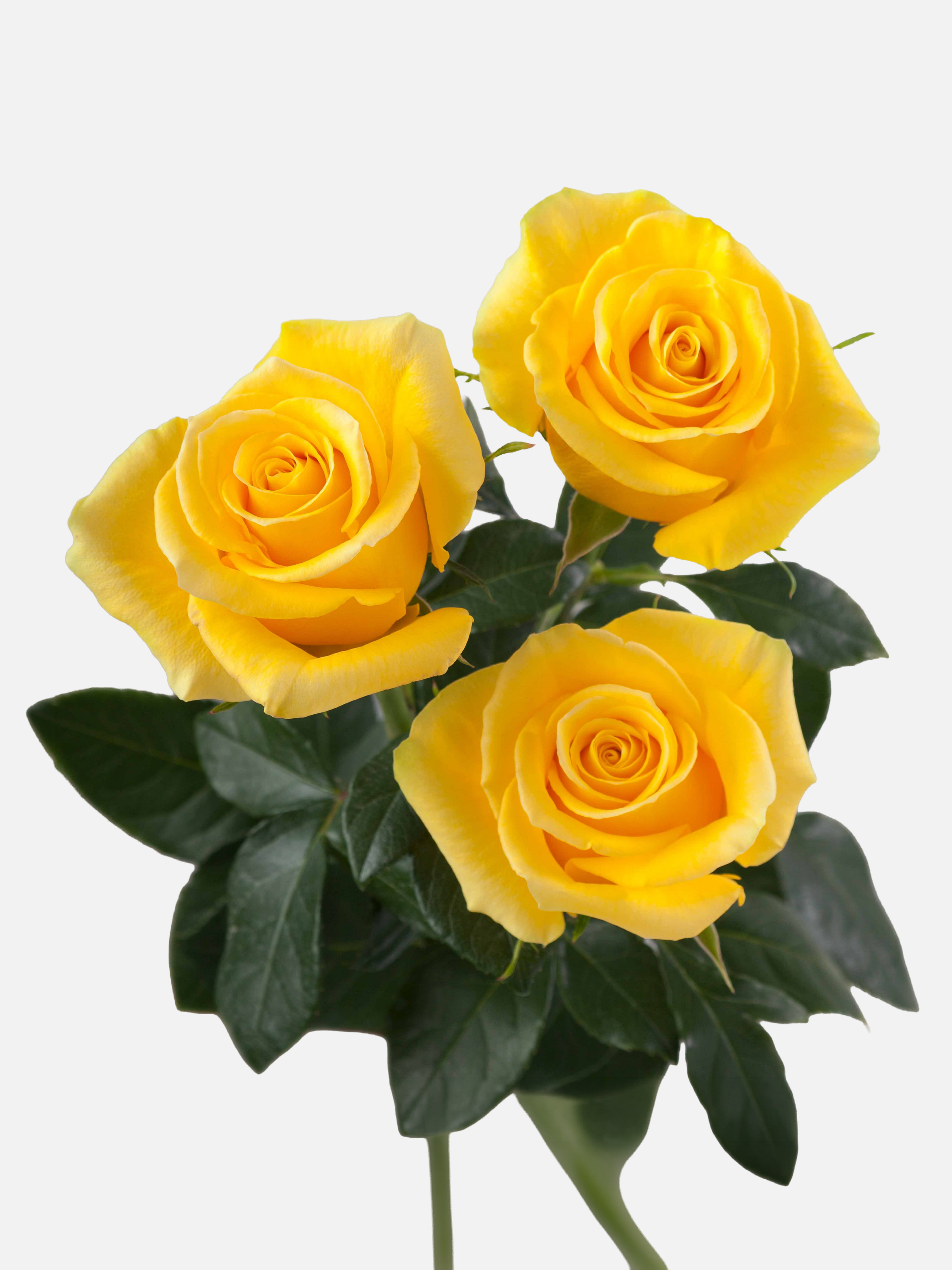 Momentum Roses Long