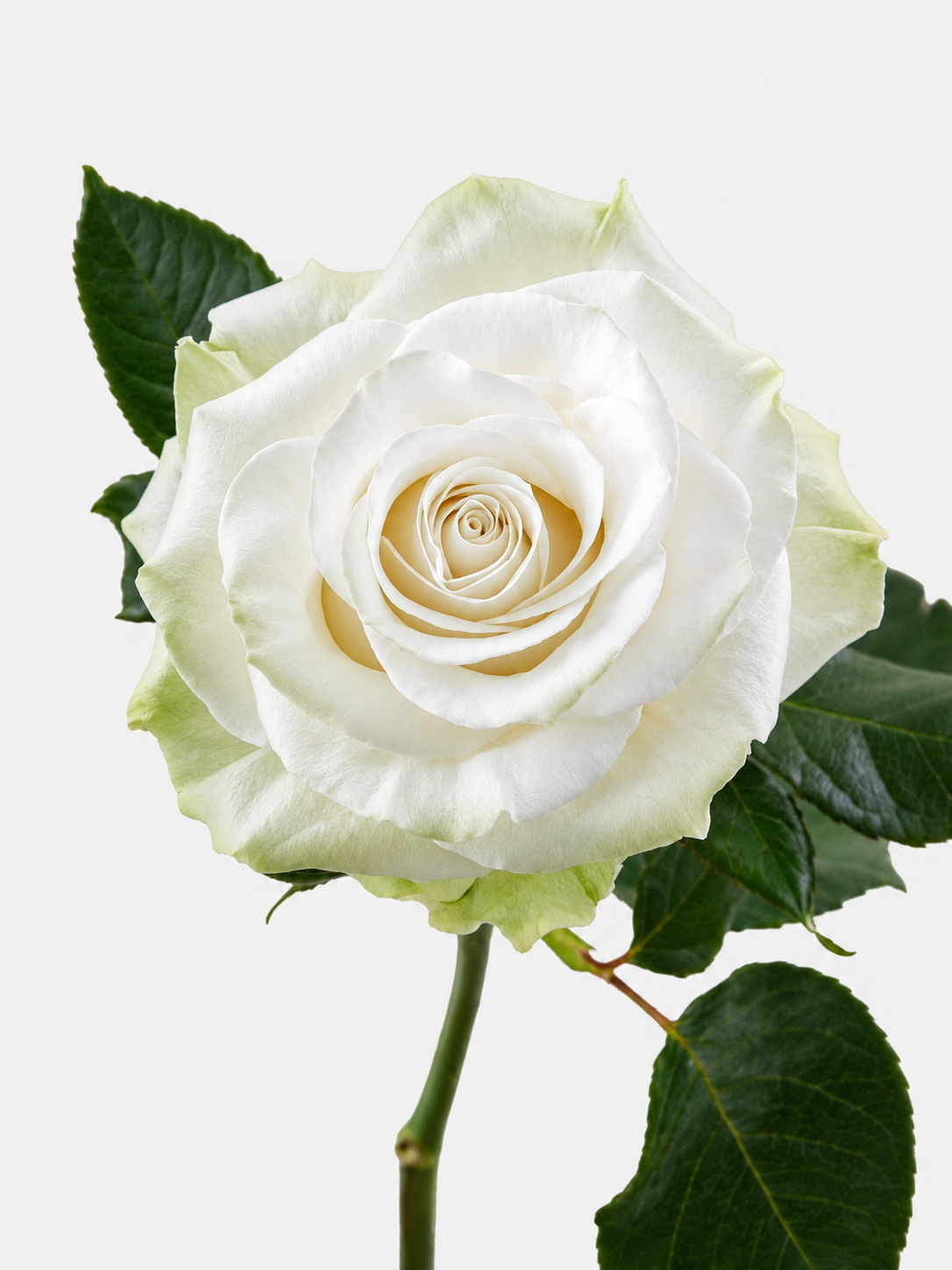 Mondial Rosas Blancas Largas